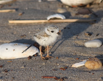 Juvenille Piping Plover